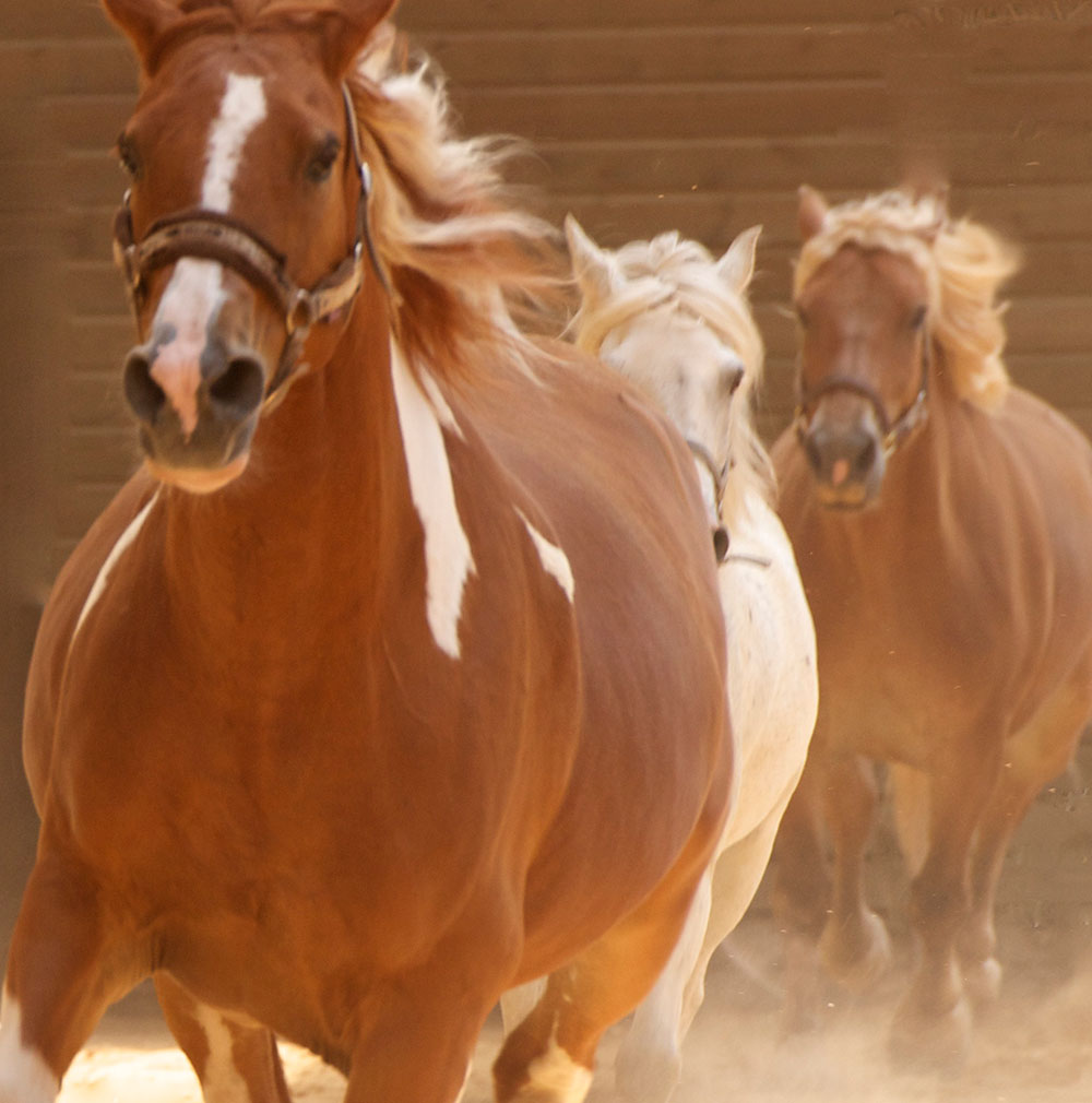 Des chevaux adaptés