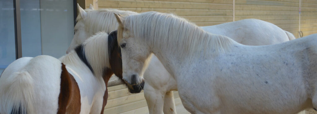Secret de cheval