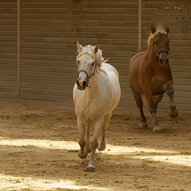 Au galop tous !