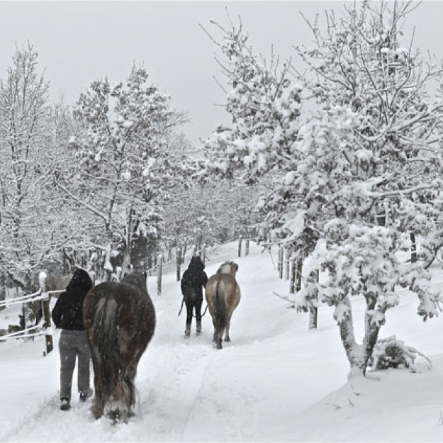 Sous la neige